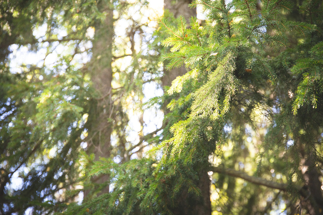 Suomalainen metsä, aurinko siivilöityy kuusen oksien läpi. Ruohonjuuren blogi.